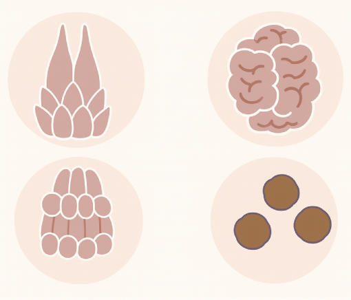 尖圭コンジローマのイラスト